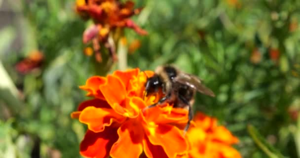 Bee Marigolds Flower Summer Macro Shooting — Stockvideo