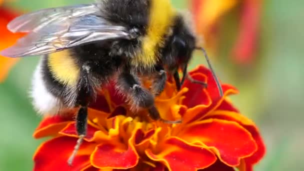 Bumblebee Marigolds Flower Summer Macro Shooting — Stock Video