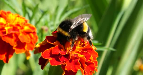 Bumblebee Marigolds Flower Summer Macro Shooting — Vídeo de stock