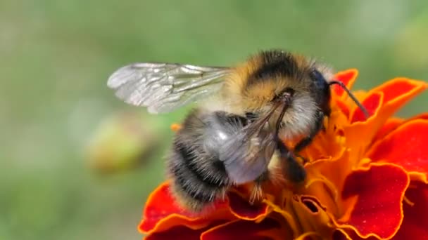 Bumblebee Marigolds Flower Tagetes Summer Macro Shooting — Stockvideo