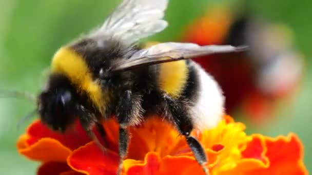 Bumblebee Bee Marigolds Flower Tagetes Summer Macro Shooting — Stockvideo