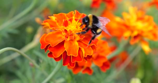 Bumblebee Marigolds Flower Tagetes Summer Macro Shooting — Stok video