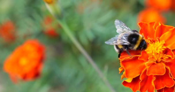 Bumblebee Marigolds Flower Summer Macro Shooting — Video Stock