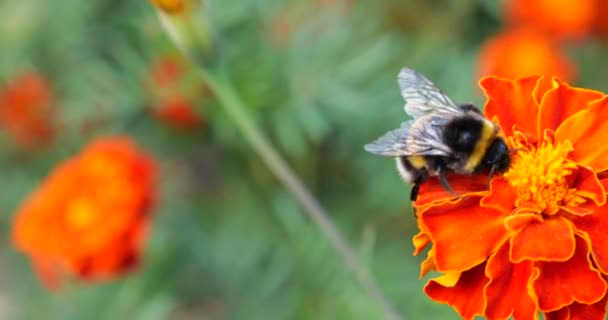 Bumblebee Marigolds Flower Summer Macro Shooting — 비디오