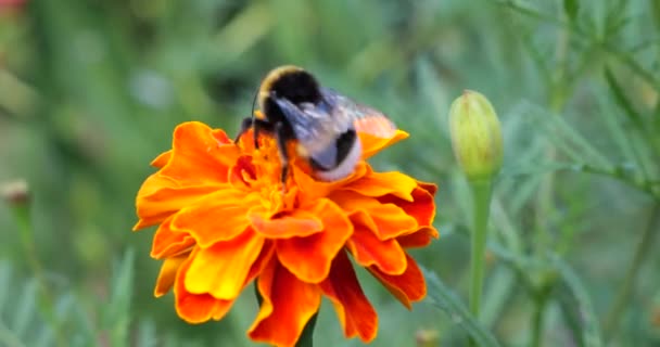 Bumblebee Marigolds Flower Tagetes Summer Macro Shooting — Vídeos de Stock