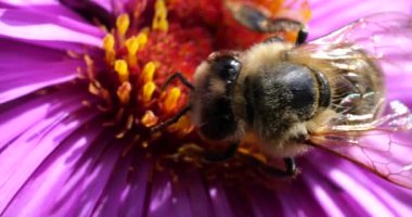 A bee on pink chrysanthemum. Summer macro shooting.
