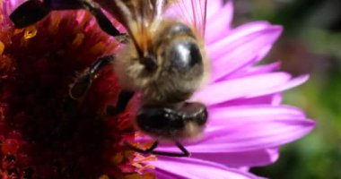 A bee on pink chrysanthemum. Summer macro shooting.