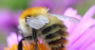 A bee on pink chrysanthemum. Summer macro shooting.