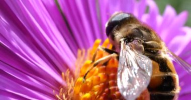 A bee on pink chrysanthemum. Summer macro shooting.