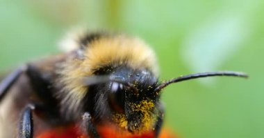 Bumblebee on marigolds flower. Summer macro shooting.