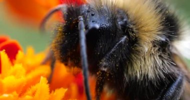 Bumblebee on marigolds flower. Summer macro shooting.