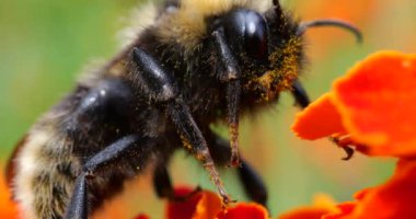 Bumblebee on marigolds flower. Summer macro shooting.