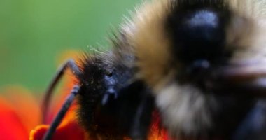 Bumblebee on marigolds flower. Summer macro shooting.