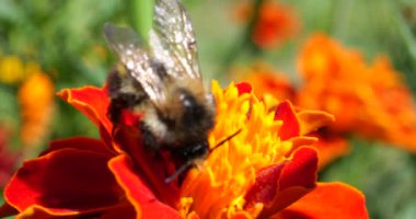 Bumblebee on marigolds flower. Summer macro shooting.