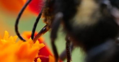 Bumblebee on marigolds flower. Summer macro shooting.