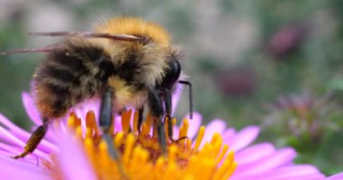 Pembe bir kasımpatı üzerinde yaban arısı. Yaz makro çekimi.