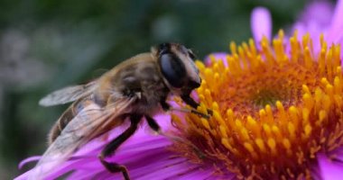A bee on pink chrysanthemum. Summer macro shooting.