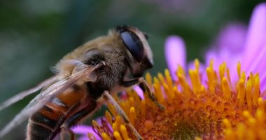 A bee on pink chrysanthemum. Summer macro shooting.