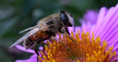 A bee on pink chrysanthemum. Summer macro shooting.