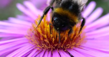 Pembe bir kasımpatı üzerinde yaban arısı. Yaz makro çekimi.