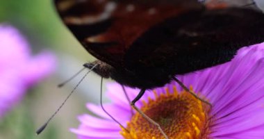 Peacock butterfly on pink chrysanthemum. Summer macro shooting.