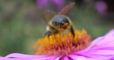 A bee on pink chrysanthemum. Summer macro shooting.