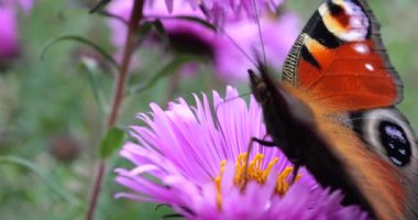 Peacock butterfly on pink chrysanthemum. Summer macro shooting.