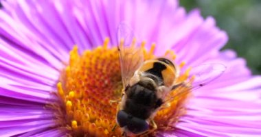 A bee on pink chrysanthemum. Summer macro shooting.
