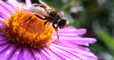 A bee on pink chrysanthemum. Summer macro shooting.