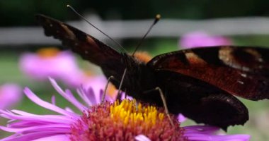 Peacock butterfly on pink chrysanthemum. Summer macro shooting.