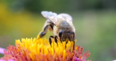 A bee on pink chrysanthemum. Summer macro shooting.