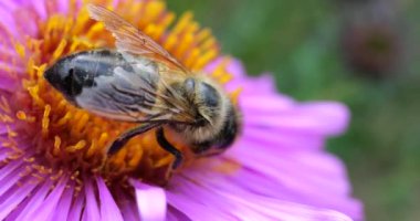 A bee on pink chrysanthemum. Summer macro shooting.