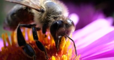A bee on pink chrysanthemum. Summer macro shooting.