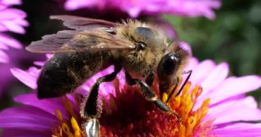 A bee on pink chrysanthemum. Summer macro shooting.