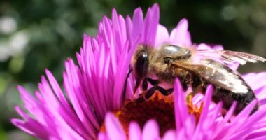 A bee on pink chrysanthemum. Summer macro shooting.