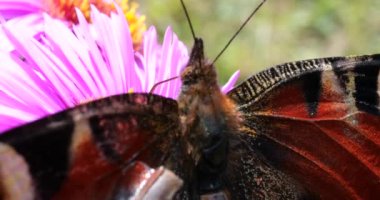 Peacock butterfly on pink chrysanthemum. Summer macro shooting.