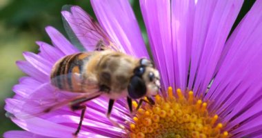 A bee on pink chrysanthemum. Summer macro shooting.