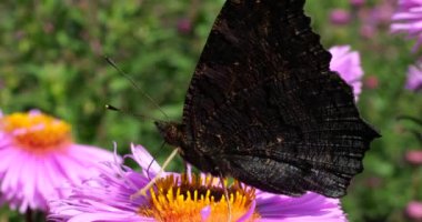 Peacock butterfly on pink chrysanthemum. Summer macro shooting.