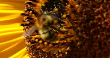Bumblebee on a sunflower. Shooting summer macro.