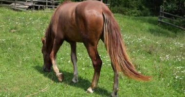 A horse eats grass in a meadow in the countryside.