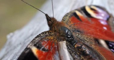 Tavuskuşu kelebeği eski ahşap bir çitin altında. Yaz makro çekimi.