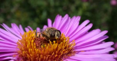 A bee on pink chrysanthemum. Summer macro shooting.