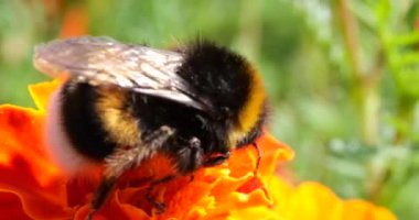 Bumblebee on marigolds flower. Summer macro shooting.