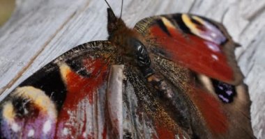 Tavuskuşu kelebeği eski ahşap bir çitin altında. Yaz makro çekimi.