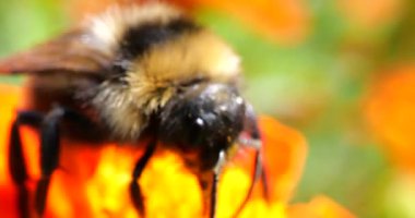Bumblebee on marigolds flower. Summer macro shooting.
