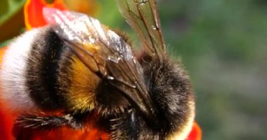Bumblebee on marigolds flower. Summer macro shooting.
