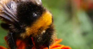 Bumblebee on marigolds flower. Summer macro shooting.