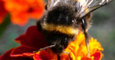 Bumblebee on marigolds flower. Summer macro shooting.