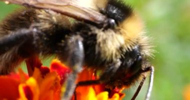 Bumblebee on marigolds flower. Summer macro shooting.