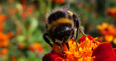 Bumblebee on marigolds flower. Summer macro shooting.